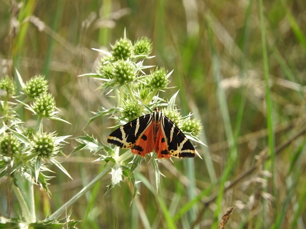 Ecaille chinée  - Mireille Boucherot