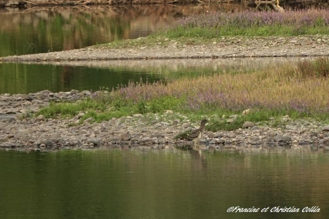 Bihoreau gris  - Francine et Christian Collin