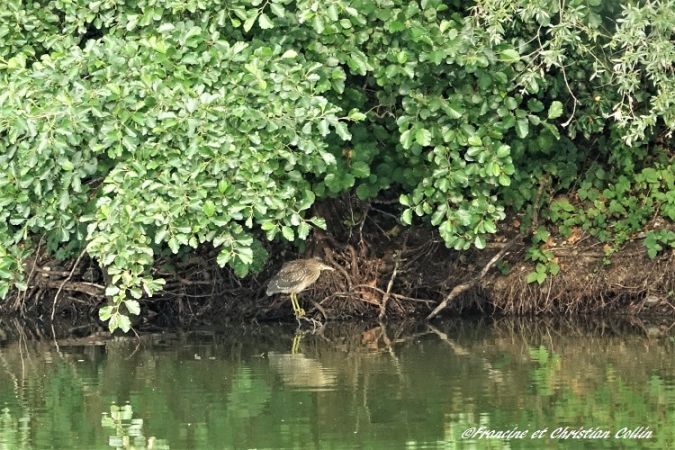Bihoreau gris  - Francine et Christian Collin