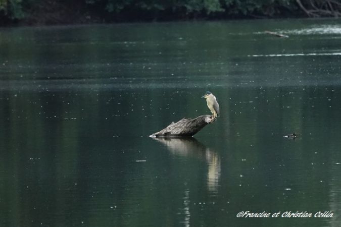 Bihoreau gris  - Francine et Christian Collin