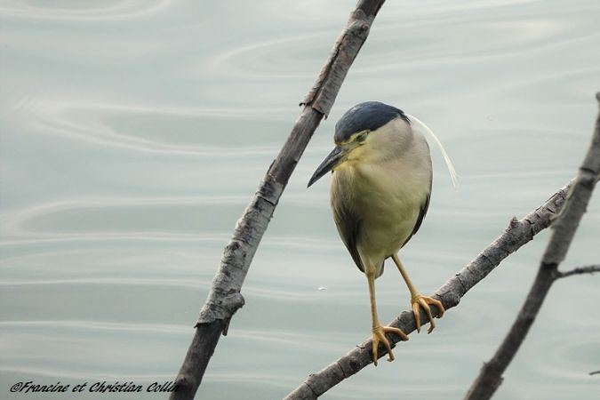 Bihoreau gris  - Francine et Christian Collin