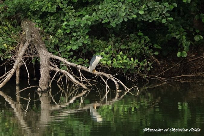 Bihoreau gris  - Francine et Christian Collin