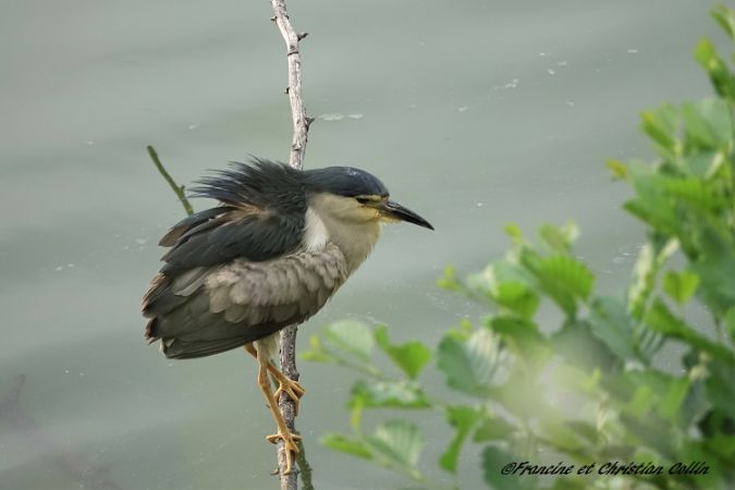 Bihoreau gris  - Francine et Christian Collin