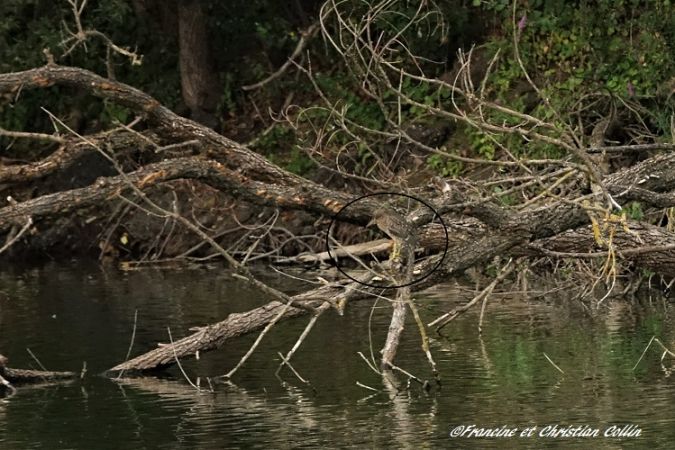 Bihoreau gris  - Francine et Christian Collin