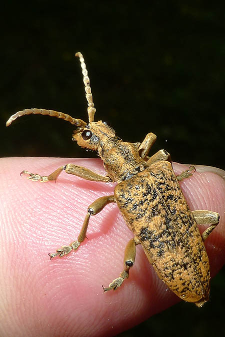 Rhagium sycophante  - Romain Riols (LPO AuRA)