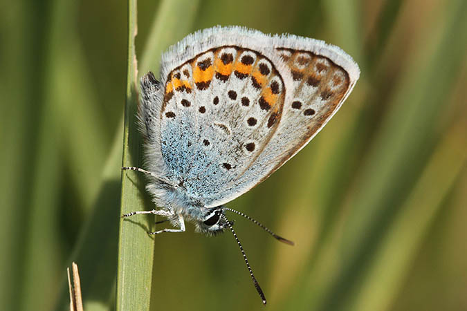 Azuré de l'ajonc  - Romain Riols (LPO AuRA)