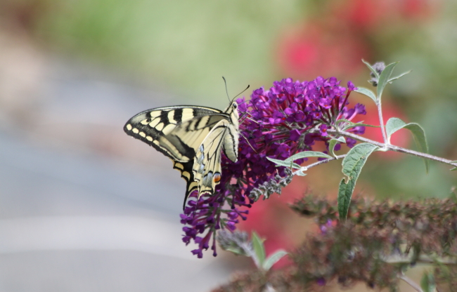 Machaon  - Jean-Pierre Boulhol