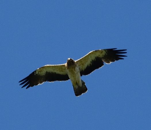 Aigle botté 