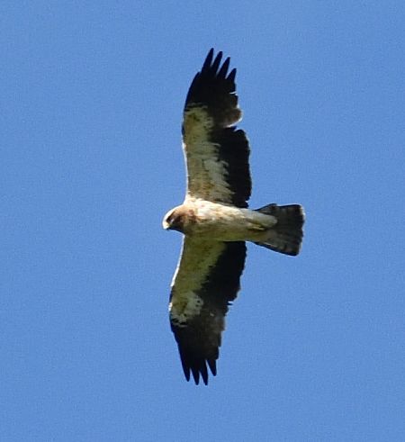 Aigle botté 