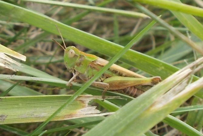 Aïolope émeraudine (A. t. thalassinus)  - Anonyme