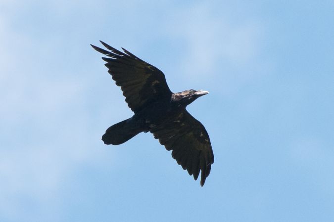 Grand Corbeau  - Christian Taillandier