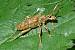 Rhagium sycophante  - Romain Riols (LPO AuRA)