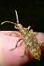 Rhagium sycophante  - Romain Riols (LPO AuRA)