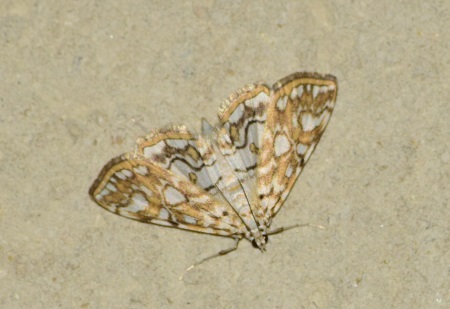 Hydrocampe du potamot  - Jean-François Désiré (Nature Nièvre)