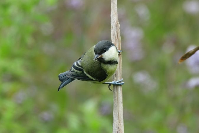 Mésange charbonnière  - Mathias Robin