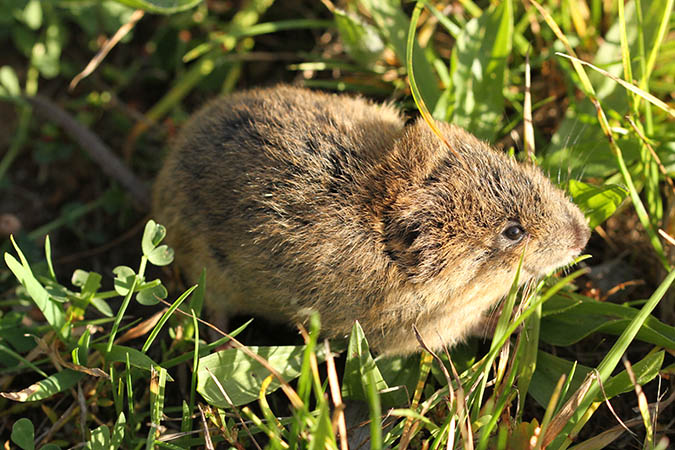 Campagnol fouisseur - Romain Riols (LPO AuRA)