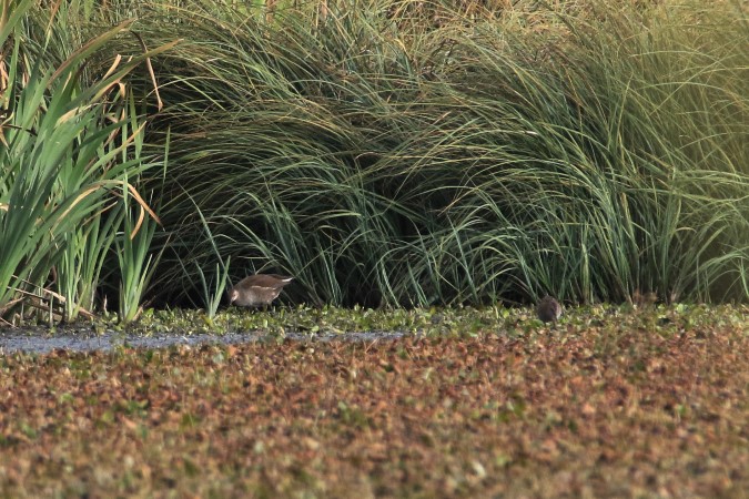 Gallinule poule-d'eau  - Bernard Mergnat