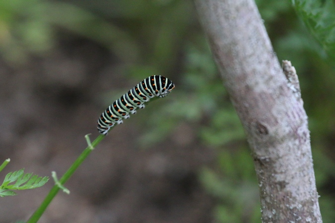 Machaon  - Nicole Deschaume