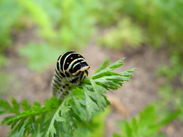 Machaon  - Nicole Deschaume