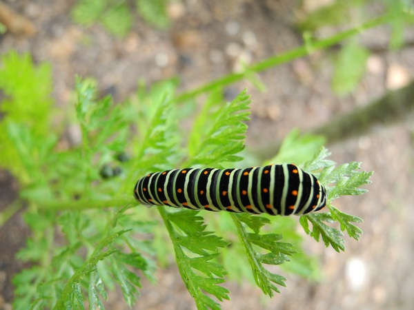 Machaon  - Nicole Deschaume
