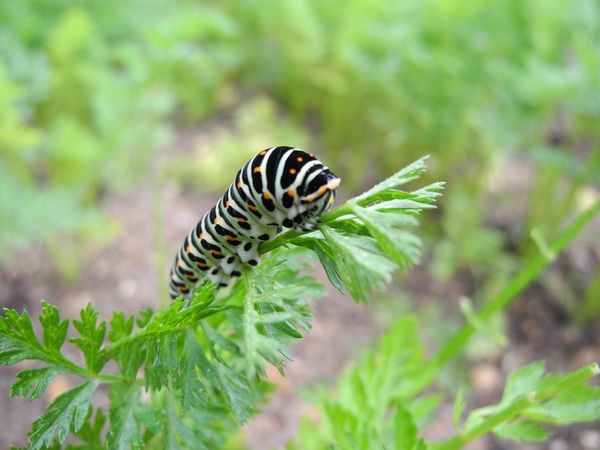 Machaon  - Nicole Deschaume