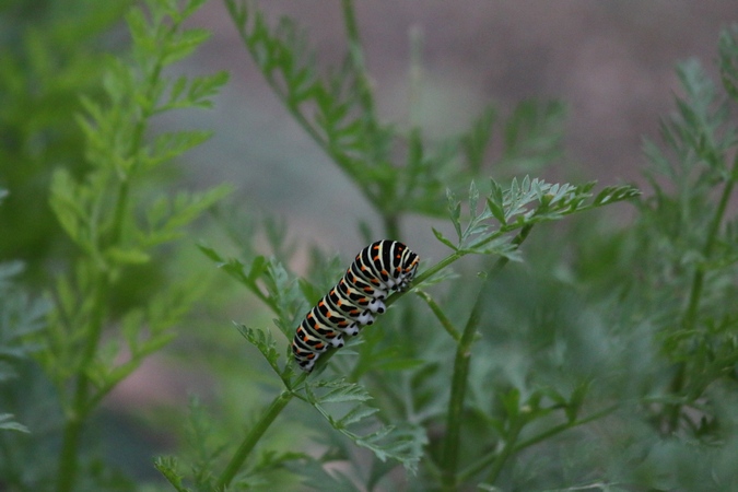 Machaon  - Nicole Deschaume