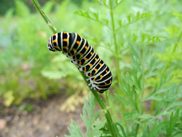 Machaon  - Nicole Deschaume