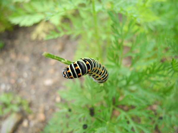Machaon  - Nicole Deschaume