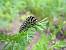 Machaon  - Nicole Deschaume