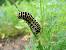 Machaon  - Nicole Deschaume