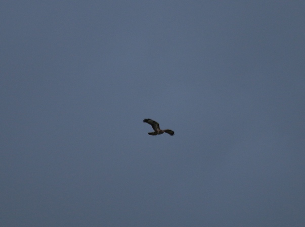 Buse variable  - Nicole Deschaume