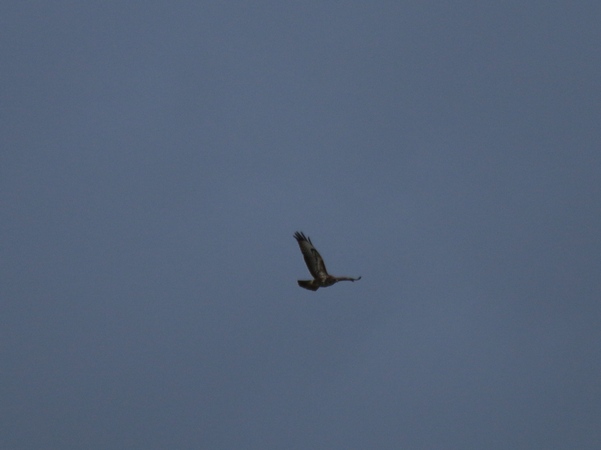 Buse variable  - Nicole Deschaume