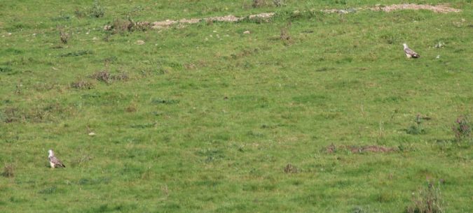 Buse variable  - Nicole Deschaume