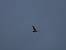 Buse variable  - Nicole Deschaume