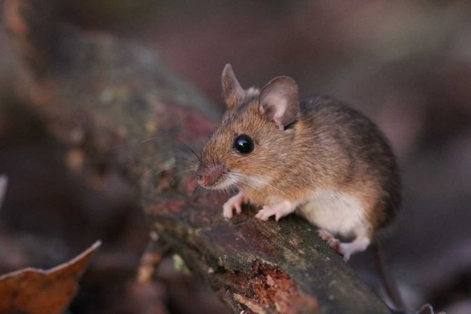Yellow-necked Mouse  - Philippe Cambon