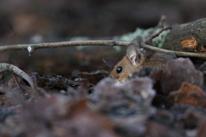 Mulot à collier  - Philippe Cambon