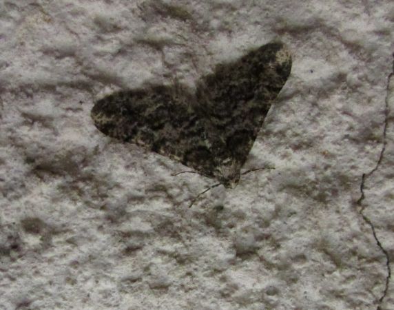 Agriopis leucophaearia  - Pascal Beze