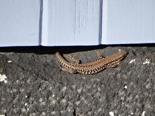 Lézard des murailles  - Mthé Villeseche