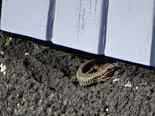 Lézard des murailles  - Mthé Villeseche