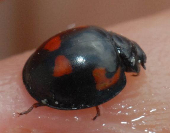 Exochomus quadripustulatus  - Pascale Walravens