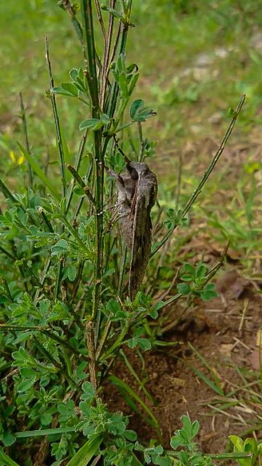 Sphinx du pin  - Nicolas Vaille-Cullière