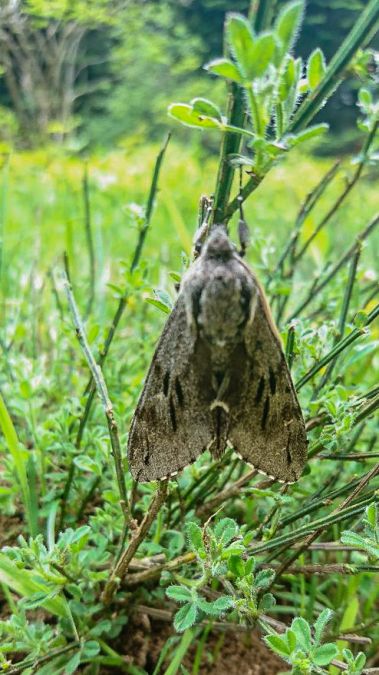 Sphinx du pin  - Nicolas Vaille-Cullière