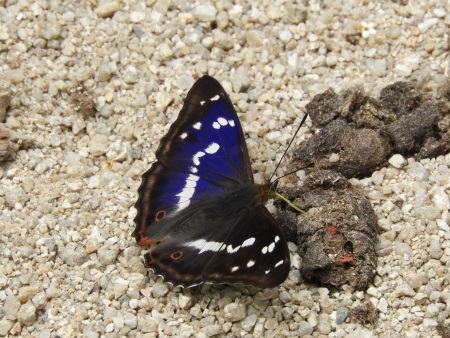 Grand Mars changeant  - Roselyne Guillard