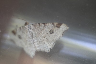 Macaria notata  - Antoine Longieras