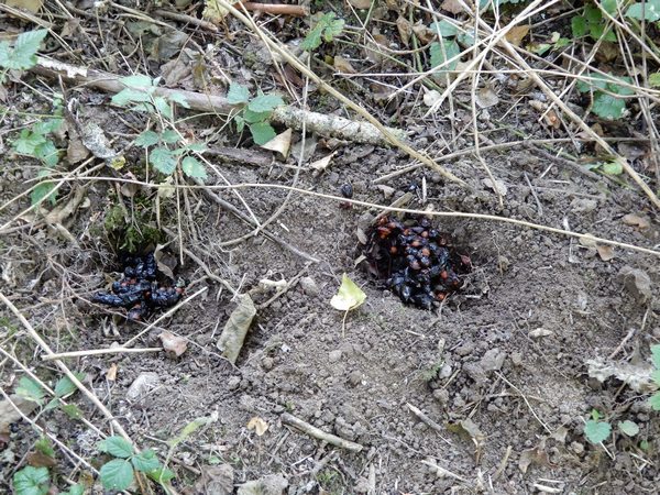 Eurasian Badger  - Nicole Deschaume