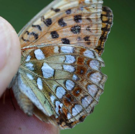 Moyen Nacré  - Gerard Guillot