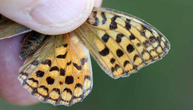 Moyen Nacré  - Gerard Guillot