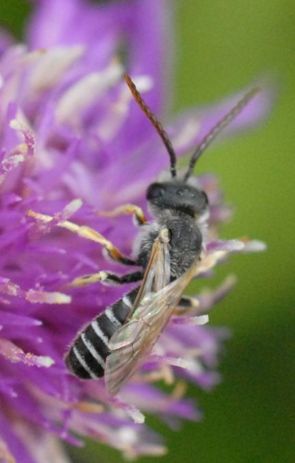 Halictus langobardicus  - Pascale Walravens