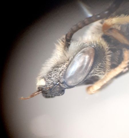 Halictus langobardicus  - Pascale Walravens