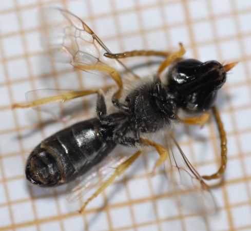 Halictus langobardicus  - Pascale Walravens